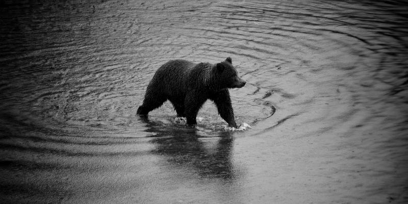 Coastal Brown Bear in River
