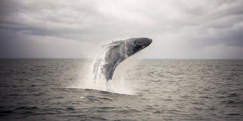 Humpback Back Dive