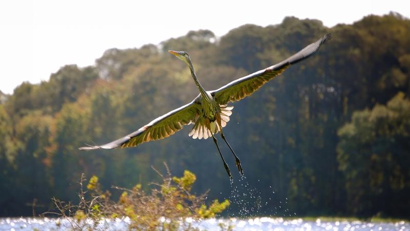 Florida Blue Heron in Flight