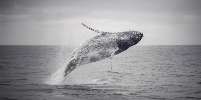 Big Humpback Breacher