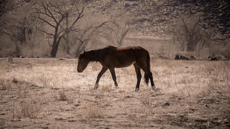 Misty Moody Mustang