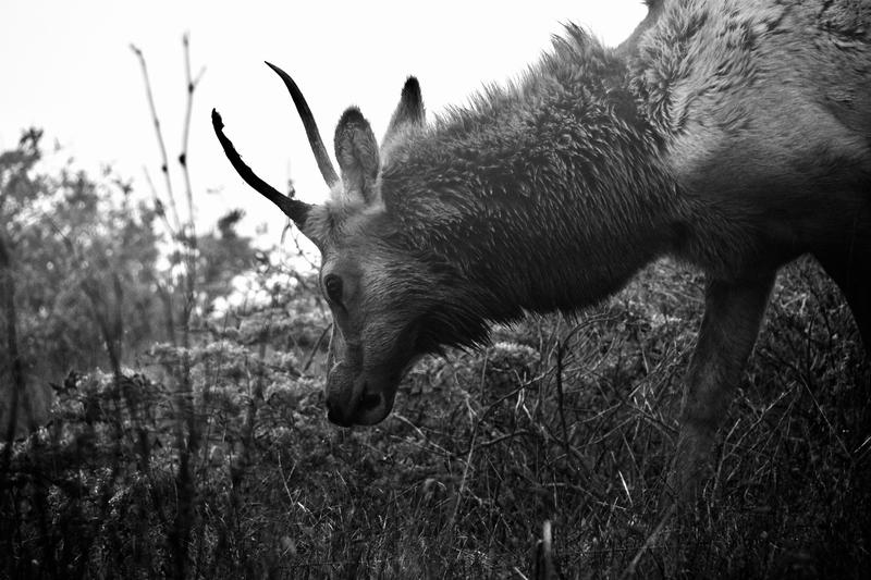 Young Bull Elk Portrait