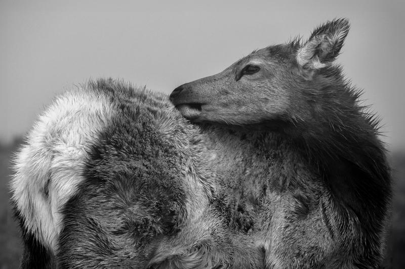 Black and White Elk Portrait